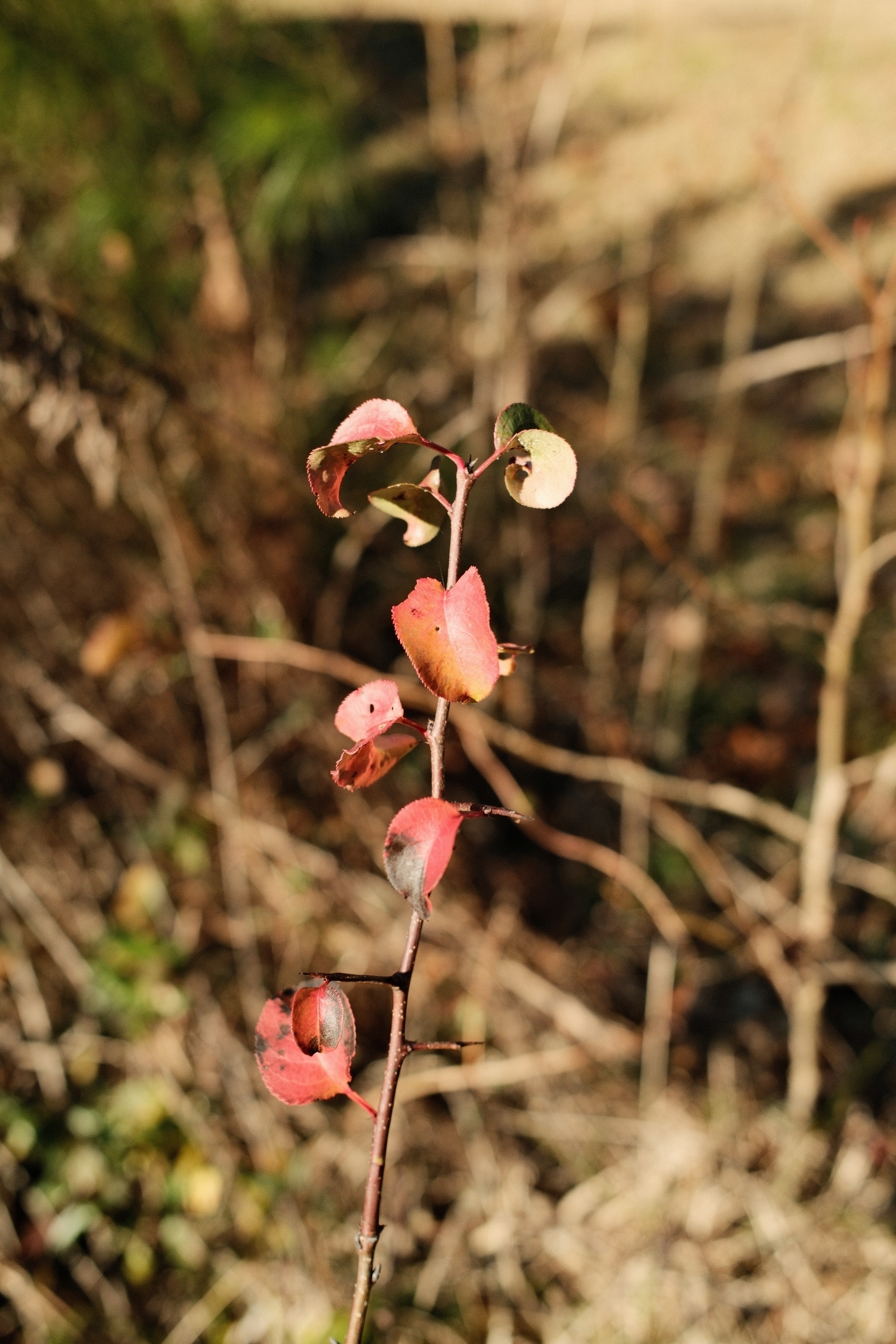 A small plant with thin branches and several red and green leaves set against a blurred background of natural vegetation.
