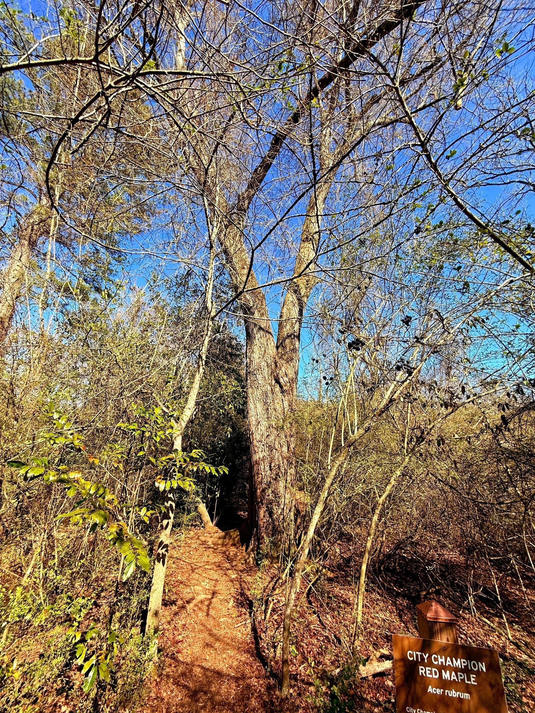 A tall red maple tree stands prominently on a woodland path. Bare branches extend upward against a clear blue sky. A sign in the foreground reads “City Champion Red Maple, Acer rubrum.” Surrounding bushes and trees show early signs of foliage. 