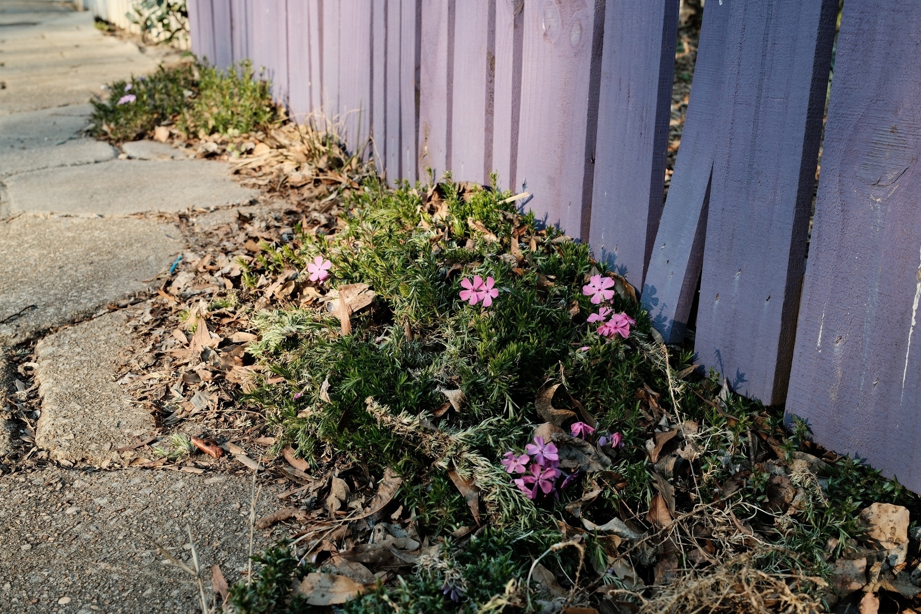 A patch of pink flowers and green foliage grows along the base of a purple wooden fence. The ground is covered with dry leaves and bordered by a rough concrete sidewalk.