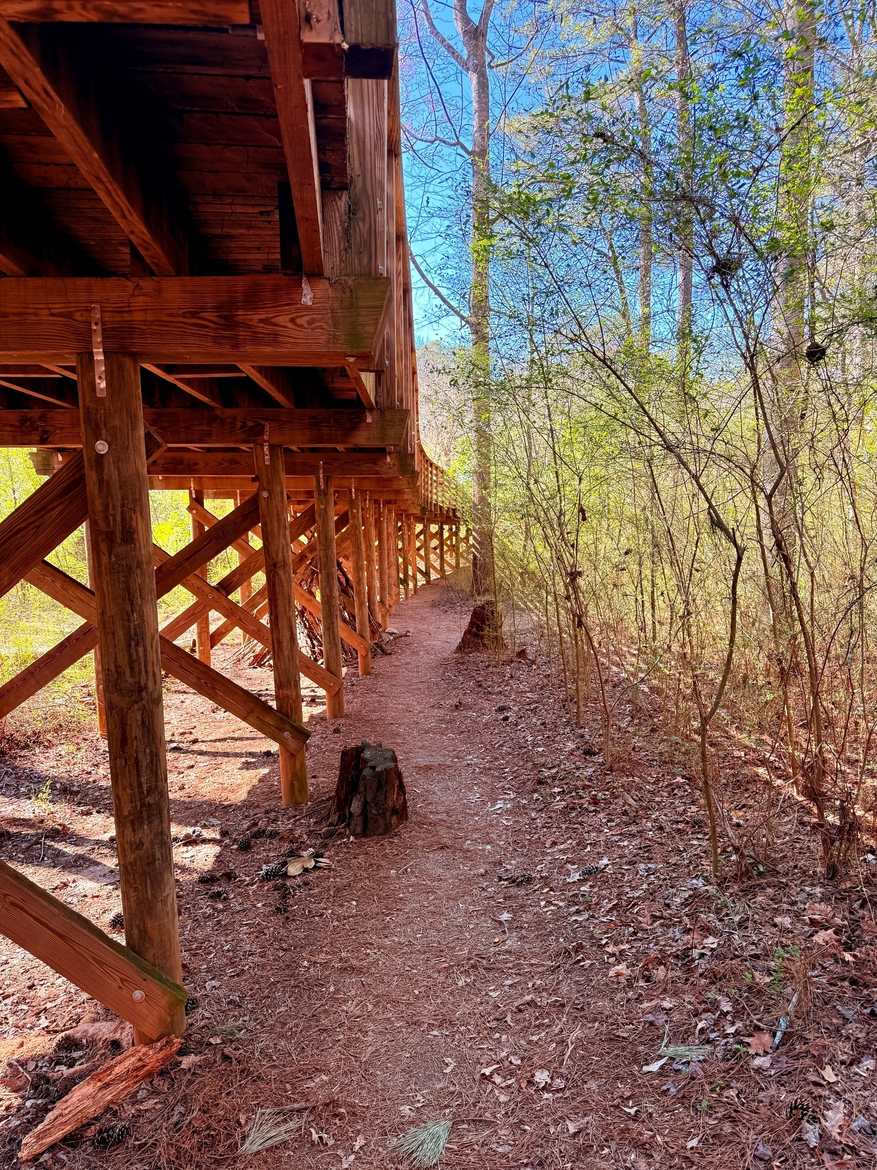 A wooden bridge with visible support beams spans over a dirt pathway in a forest. The area is surrounded by trees with sparse foliage, and the ground is covered with fallen leaves and pine needles. The sky is clear and blue.