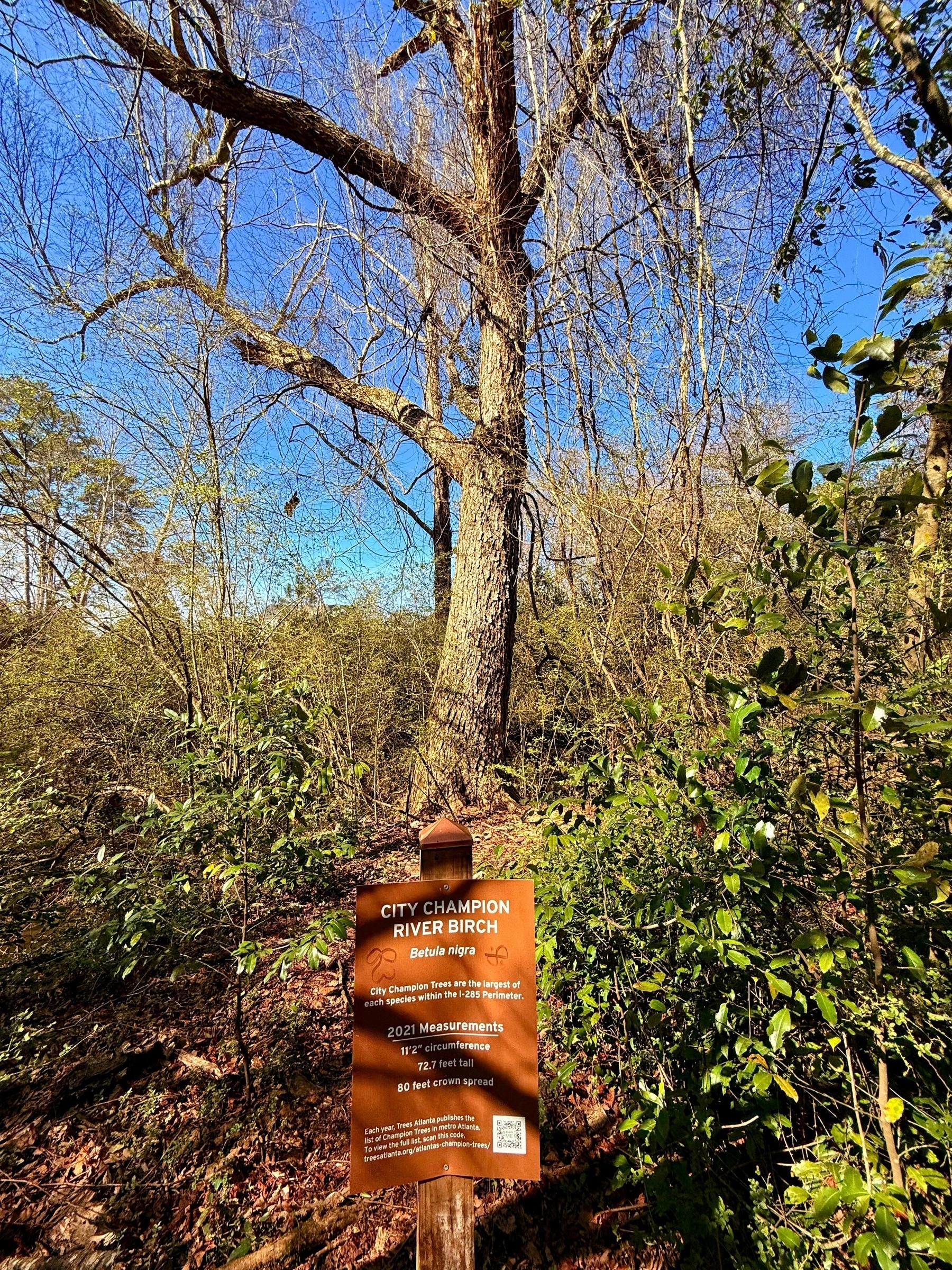A large tree in a forested area with a sign in front. The sign reads “City Champion River Birch” with the scientific name “Betula nigra.” It lists measurements from 2021: 11’ 2” circumference, 72.7’ tall, 80’ crown spread. 