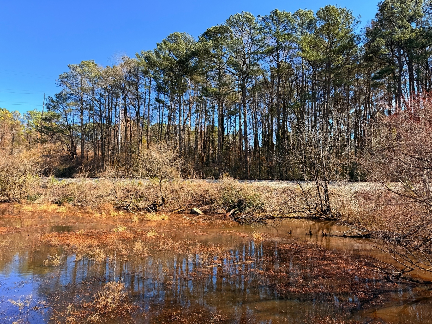 A calm, reflective pond bordered by dry, brown vegetation and tall, leafless trees against a clear blue sky. Sparse greenery is visible, adding to the winter landscape feel.