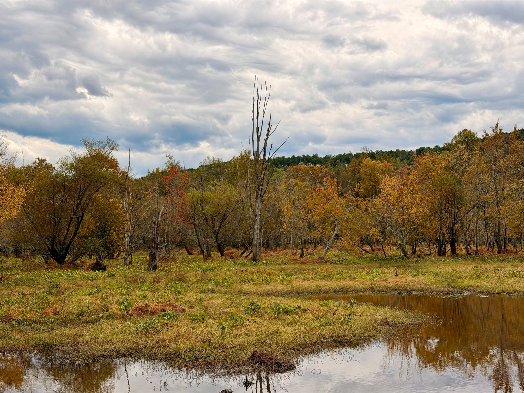 Auto-generated description: A tranquil autumn landscape features a marshy area with patches of grass, scattered trees with fall foliage, and a cloudy sky overhead.