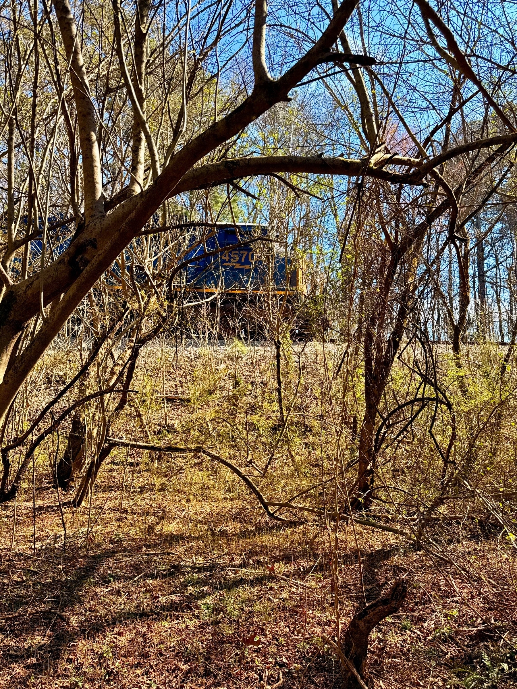A train partially visible through a dense thicket of bare trees and branches, with a clear blue sky in the background. The scene captures the interplay of natural and man-made elements.