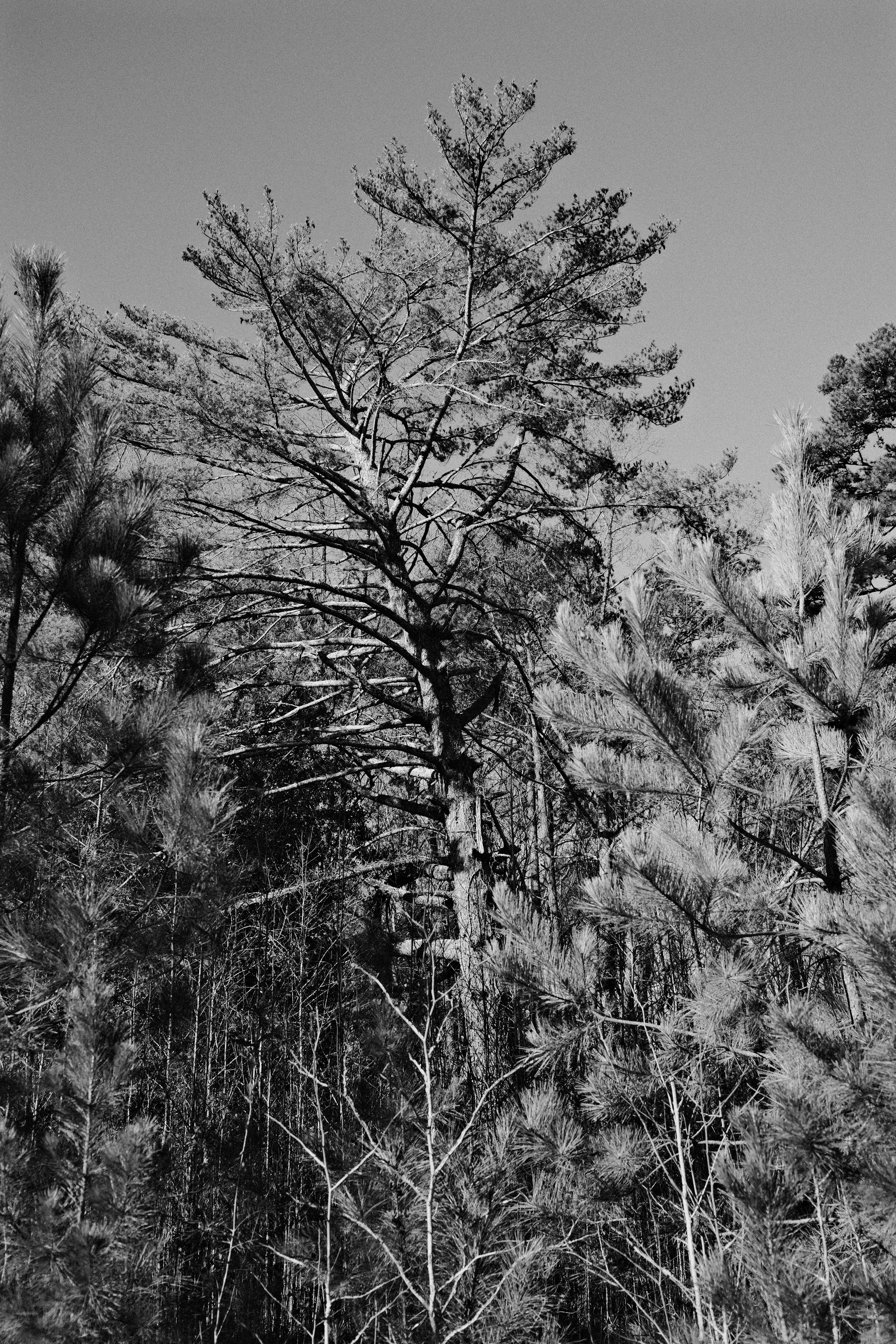 Auto-generated description: A tall tree with bare branches stands among smaller pine trees under a clear sky.