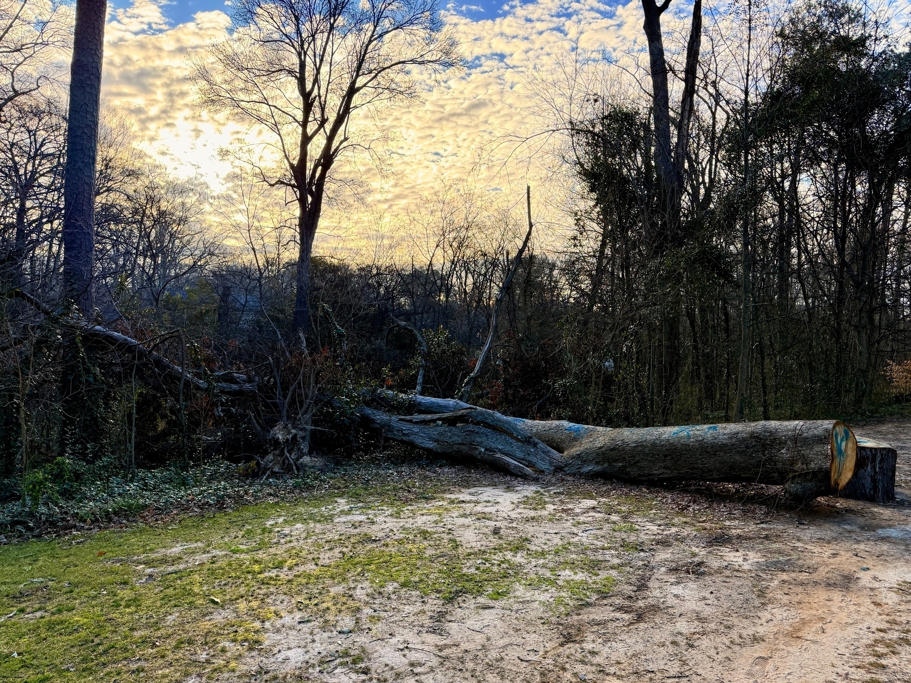 A fallen tree lies on the ground in a woodland area, with a mix of bare and leafy trees in the background. The sky is filled with scattered clouds, and light filters through the branches.