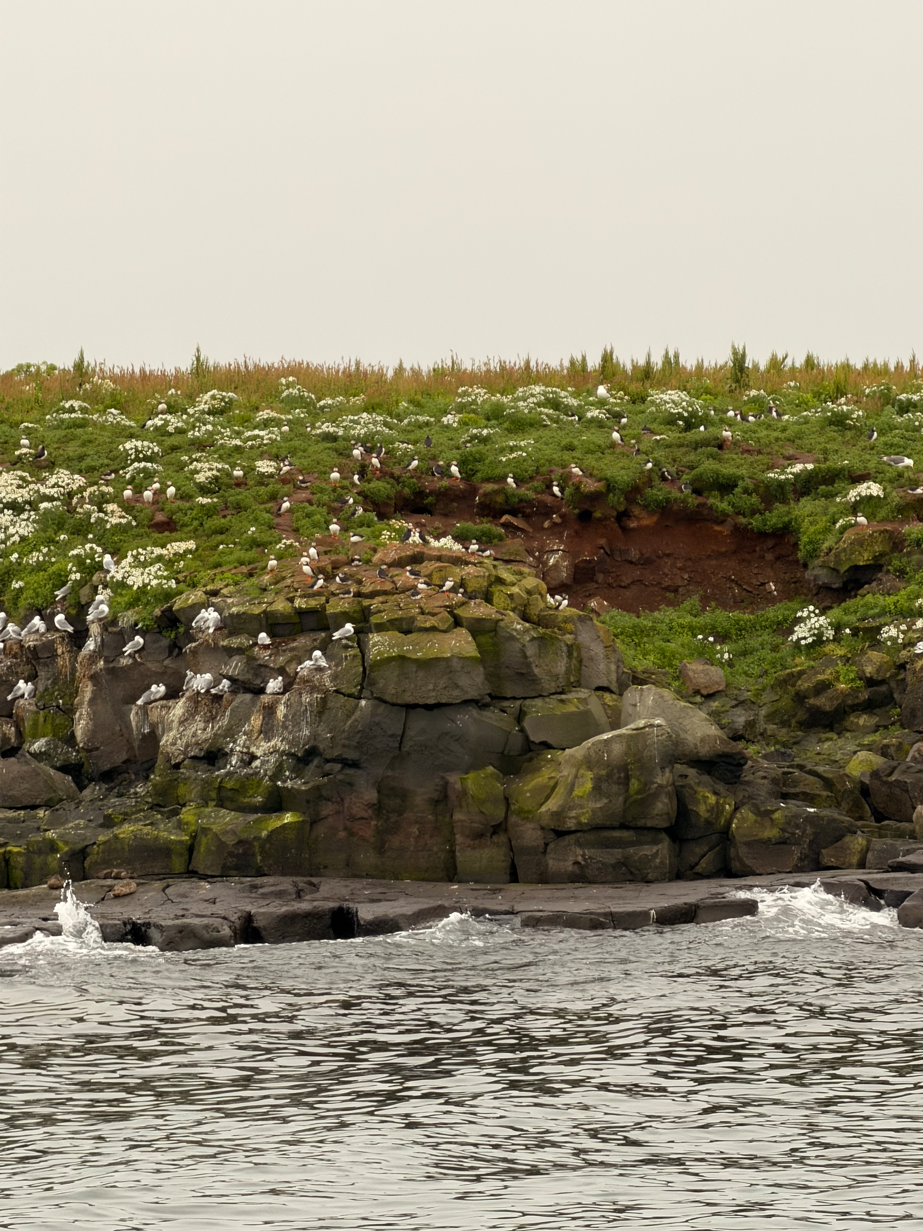 A rocky coastline covered with green vegetation and white flowers is home to numerous seabirds perched along the rocks and nestled in the foliage.