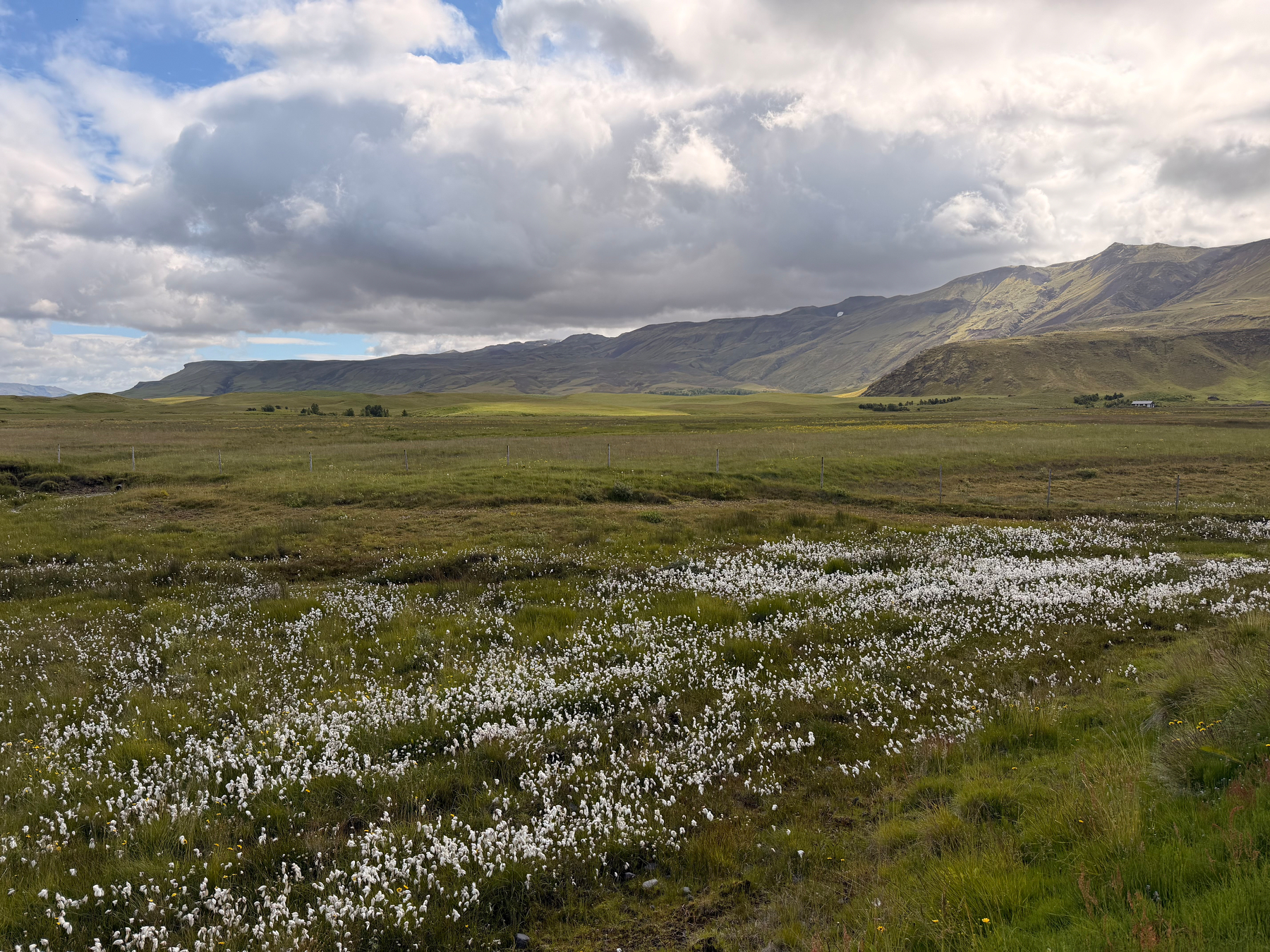 A vast grassy plain dotted with white flowers stretches toward distant mountains under a partly cloudy sky.